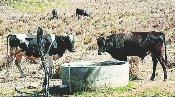 Tamaulipas-El campo, sin agua; se secan pastizales y desaparecen presas de ranchos (El Mañana)