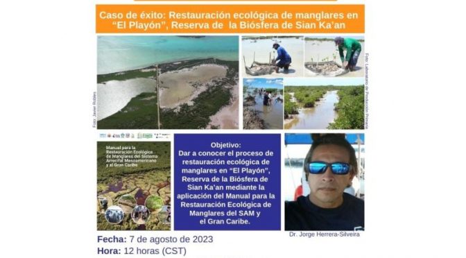 Restauración de manglares realizado en el Caribe mexicano (MARFund)