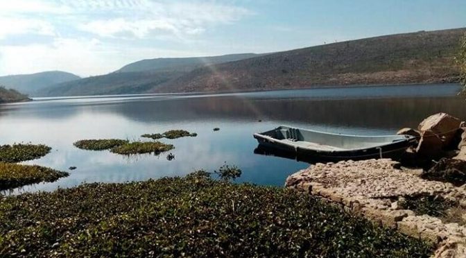 San Luis Potosí-Investigadores proponen aprovechar lirio de la presa para remover contaminantes del agua (Pulso Diario de San Luis)