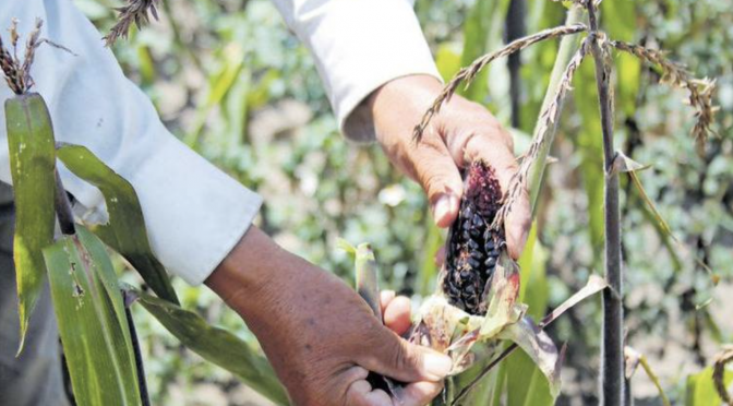 Tlaxcala – Escasez de agua pone en riesgo el maíz de color (El Sol de Tlaxcala)