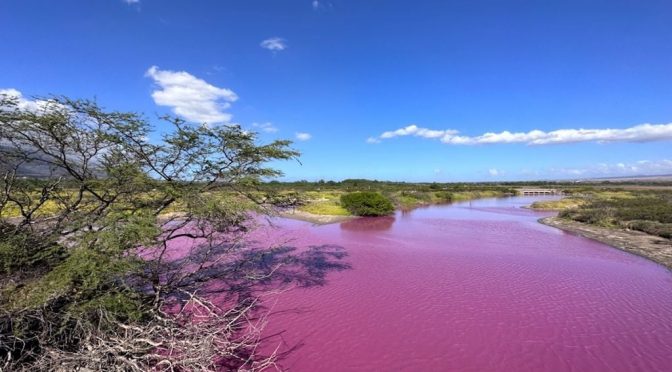 Mundo- El agua de un marisma de Maui en Hawaii, se ha vuelto a un sorprendente color rosa muy llamativo (Meteored)