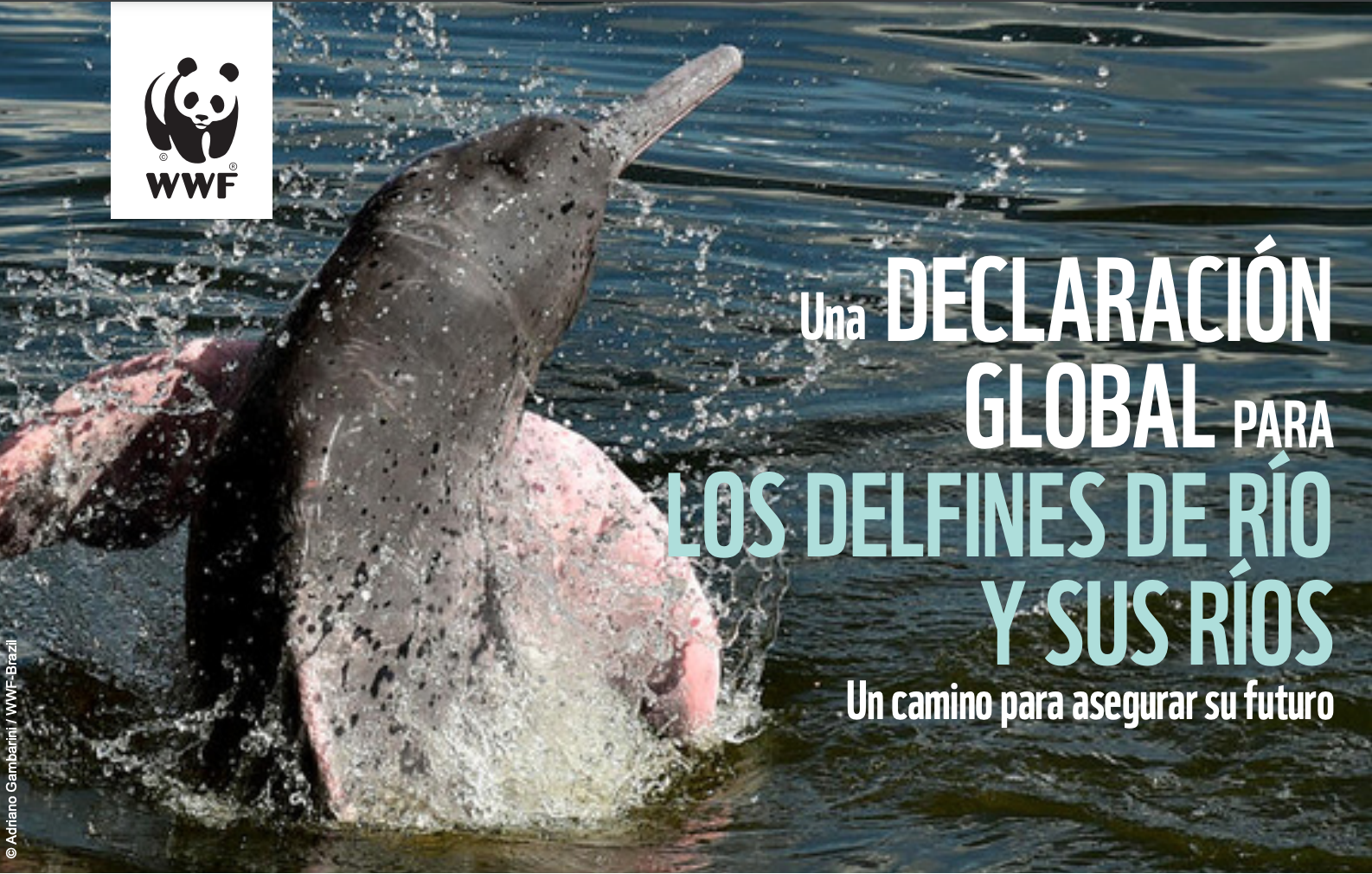 Una declaración global para los delfines de río y sus ríos (WWF)