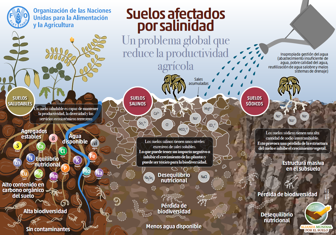 Infografía-Suelos afectados por salinidad (FAO)