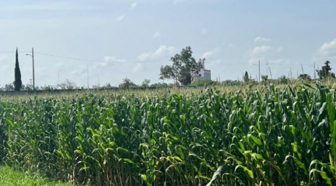 Guanajuato-Solo hay agua para un riego en cultivos de Irapuato, Salamanca, Villagrán y Abasolo (am)