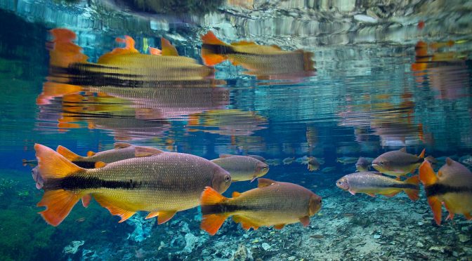 Internacional- Los peces de agua dulce muestran los crecientes impactos del clima en las especies – Lista Roja de la UICN (UICN)