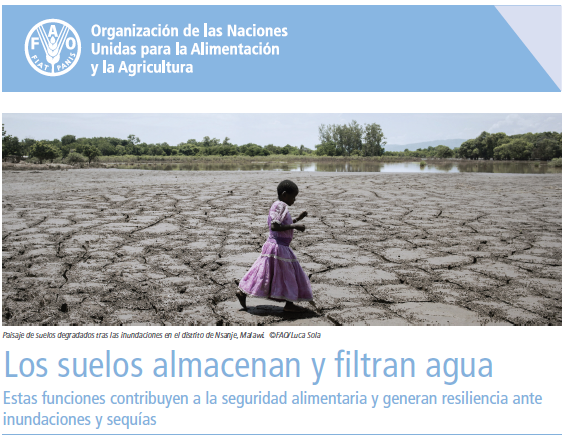 Los suelos almacenan y filtran agua (FAO)