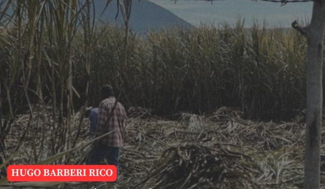 Morelos-Producción agrícola en 2024, en riesgo por falta de agua: INIFAP (La Jornada Morelos)