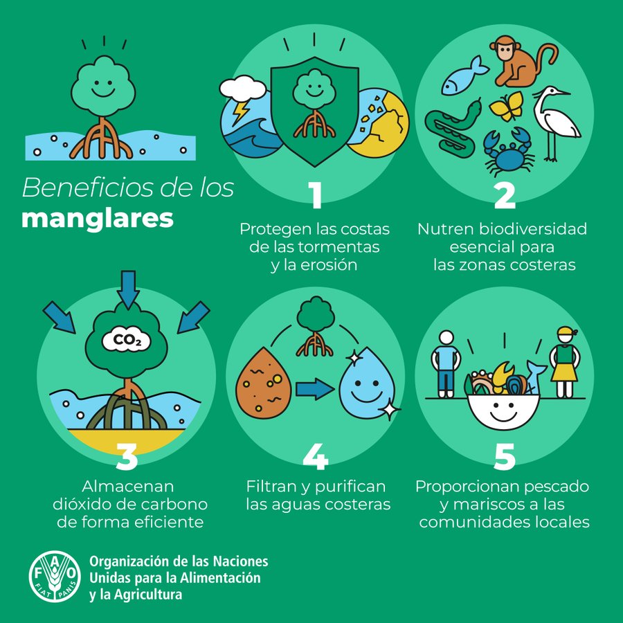 Infografía: Beneficios de los Manglares (FAO)