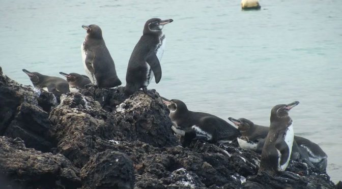 Mundo – Del agua al pingüino: la cadena que contamina de microplásticos a las emblemáticas aves de Galápagos (El país)