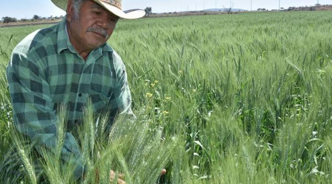 Guanajuato – Escasez de agua disminuirá producción de trigo y cebada en Guanajuato (El Sol de Irapuato)