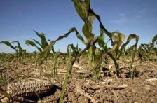 Tamaulipas-Agricultores denuncian que pago de agua a Estados Unidos dejó sin riego a 50,0000 hectáreas en Tamaulipas (El Imparcial)
