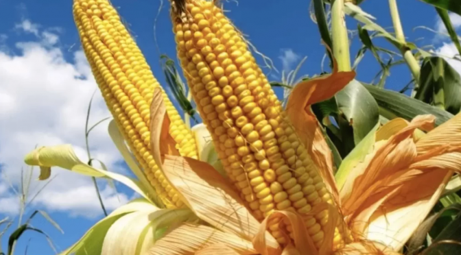 Veracruz – Por sequía de 2023 habrá déficit alimentario en maíz: Conagua (La Jornada Veracruz)