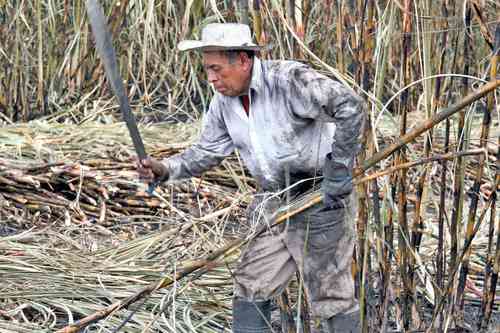 México – Merma en la obtención de azúcar, por falta de agua: productores (La Jornada)