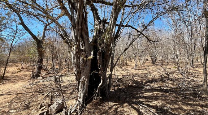 México – ¡No tienen agua! Sequía se agrava en ocho comunidades de Culiacán (Línea Directa)