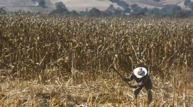 Nuevo León – Lideran unidades agrícolas de NL pérdidas por sequía (El Financiero)