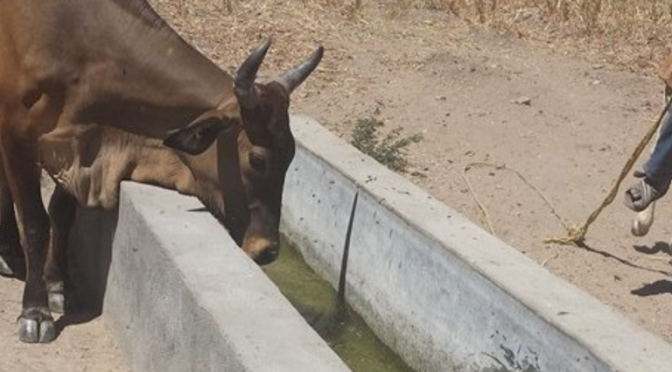 Puebla – Temen ganaderos por falta de agua en zona Mixteca (El Sol de Puebla)