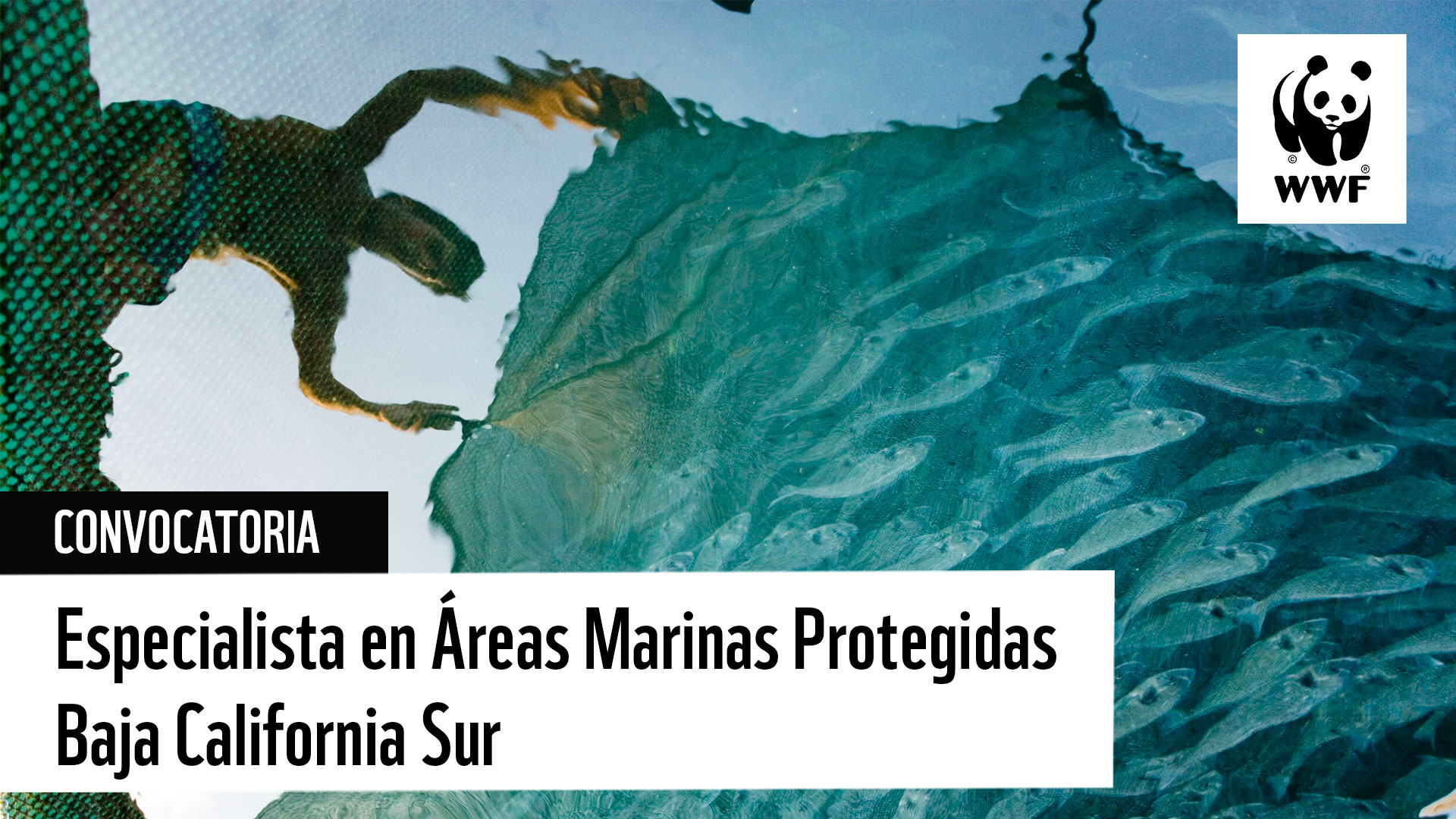 Vacante: Especialista en Áreas Marinas Protegidas – Baja California Sur (La Paz)