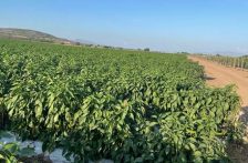 Sinaloa – Falta de agua podría incrementar las plagas en cultivos en Sinaloa (El Sol de Mazatlán)