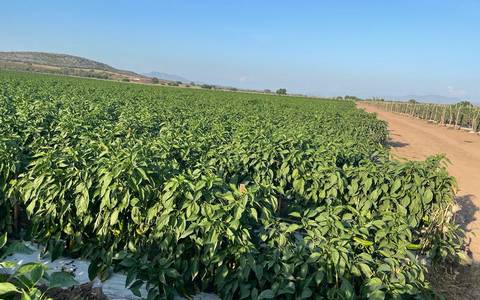 Sinaloa – Falta de agua podría incrementar las plagas en cultivos en Sinaloa (El Sol de Mazatlán)