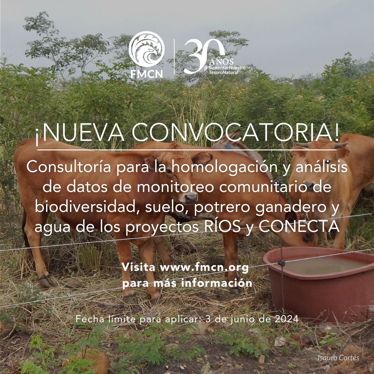 Vacante – Consultoría Homologación y análisis de datos de monitoreo comunitario de biodiversidad, suelo, potrero ganadero y agua de los proyectos RÍOS y CONECTA (FMCN)