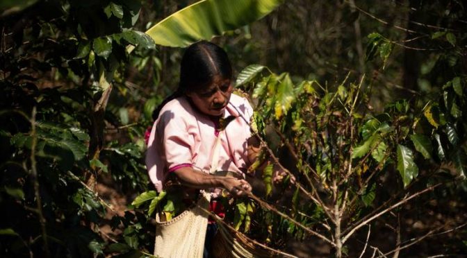 Chiapas-Alerta en Chiapas: Escasez de agua amenaza suministro de alimentos (El Heraldo de Chiapas)