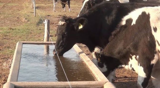 Sonora – Con agua “prestada” sobrevive ganado del Valle del Yaqui (El Imparcial)
