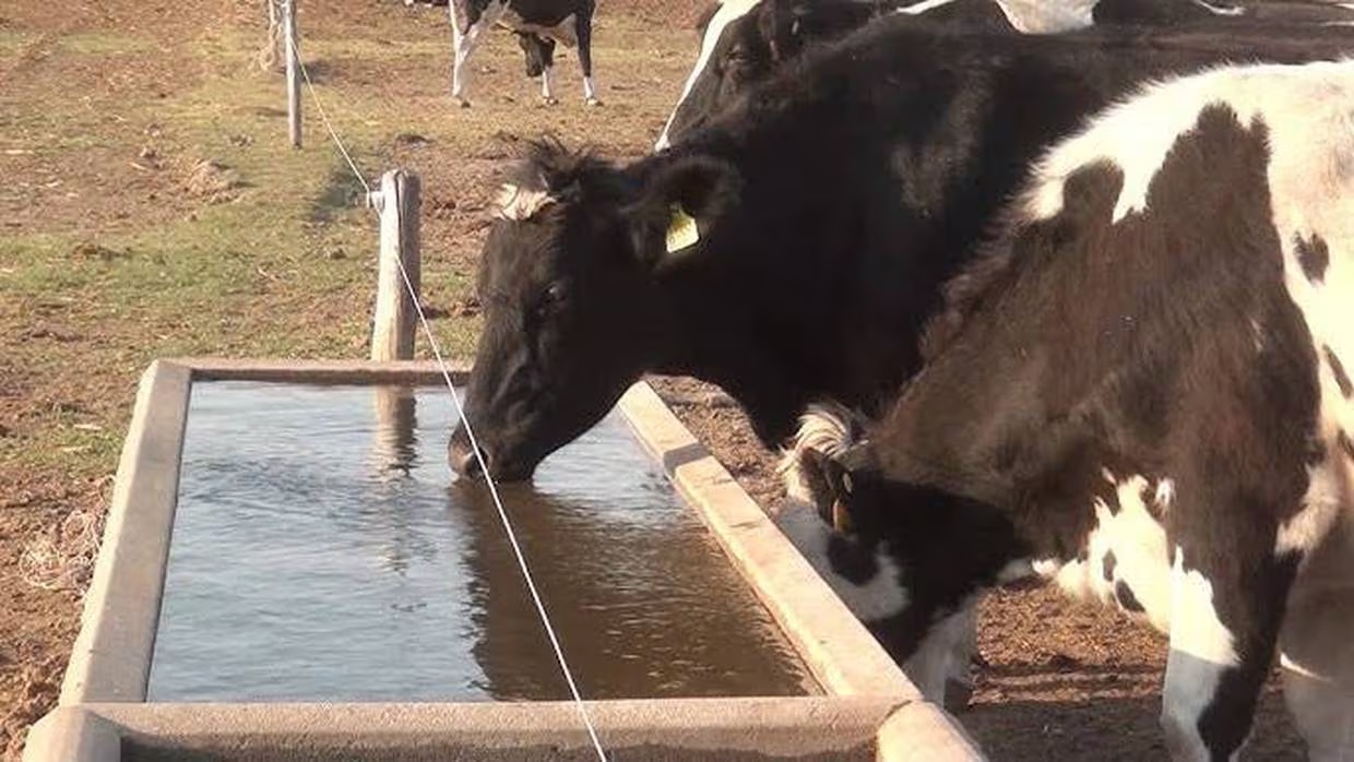Sonora – Con agua “prestada” sobrevive ganado del Valle del Yaqui (El Imparcial)