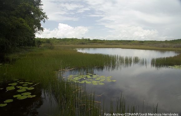 Campeche – En la última década se han perdido cuerpos de agua en la Reserva de la Biosfera de Calakmul (Imagen Agropecuaria)