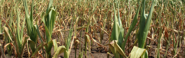 México – Avanza la tecnificación de riego en México para suministrar más agua el consumo humano (Portal Liberación)