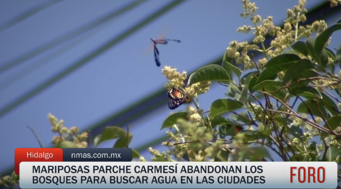 Hidalgo – Mariposas Parche Carmesí Abandonan Bosques y Buscan Agua en Ciudades de Hidalgo (N+)
