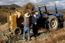 México – Campo sufre doble sequía: sin agua y sin crédito para cosechar (Publimetro)
