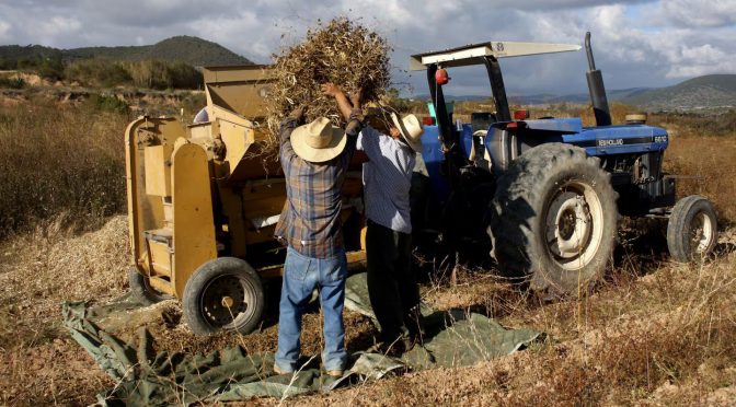 México – Campo sufre doble sequía: sin agua y sin crédito para cosechar (Publimetro)