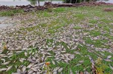 Veracrúz-Otra crisis en cuerpo de agua de Veracruz: miles de peces muertos (Saga Noticias)
