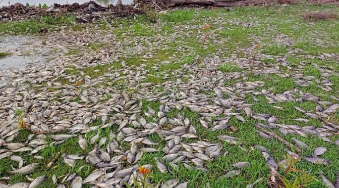 Jalisco – La Secretaría de Gestión Integral del Agua estima que en 6 días darán a conocer causas de peces muertos en Juanacatlán (El Occidental)