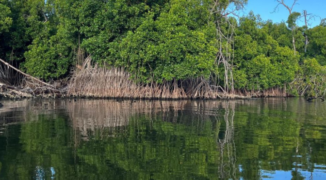 Por qué los manglares son claves para el planeta y cómo ayudarlos