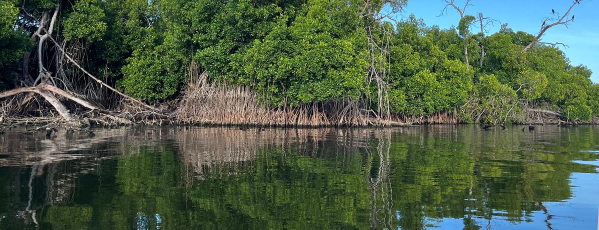 Por qué los manglares son claves para el planeta y cómo ayudarlos