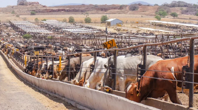 Nuevo León – Más agua, más inversión: ganadería de Nuevo León se fortalece (Ganaderia.com)