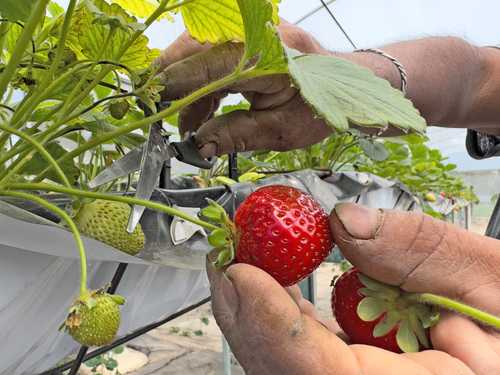 CDMX-Cooperativa en Xochimilco produce fresas con poca agua y libres de bacterias (La Jornada)