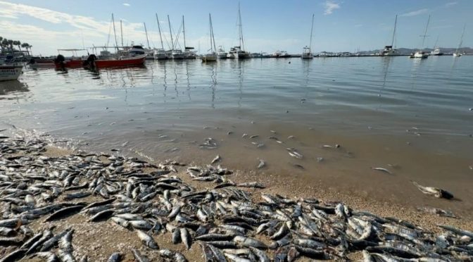 Baja California Sur – Coepris inicia muestreo de agua de mar tras aparición de peces muertos sobre el malecón de La Paz (El Heraldo)