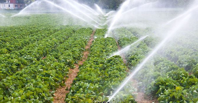 Internacional – De la sequía a la abundancia: Transformando el manejo del agua en la agricultura (Diario de Colima)