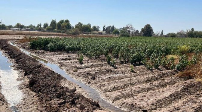 Baja California-“Castigan” cultivos para ahorrar agua en Valle Imperial (La Voz)