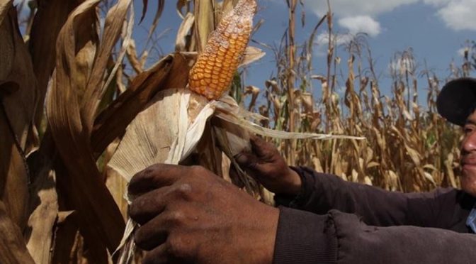 México-Traerá falta de agua crisis en producción de alimentos y su encarecimiento (El Diario Mx)