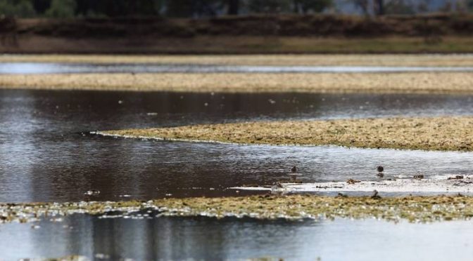 Michoacán – Zacapu tendrá humedal artificial para el tratamiento de aguas residuales (El Sol de Zamora)