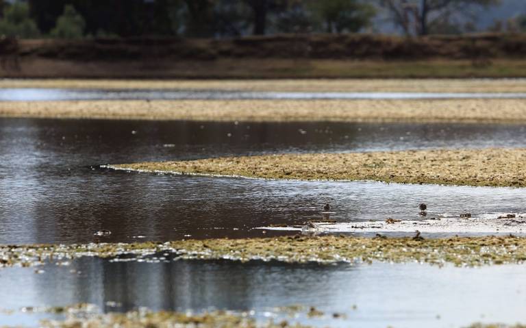 Michoacán – Zacapu tendrá humedal artificial para el tratamiento de aguas residuales (El Sol de Zamora)