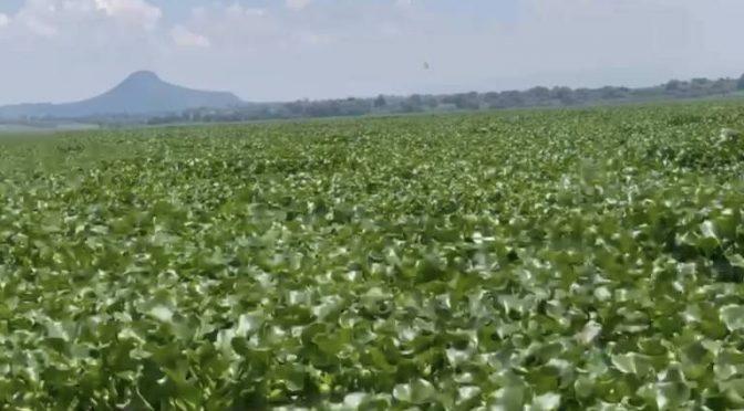 Hidalgo – Cientos de familias viven plaga de moscos y el abandono gubernamental en Tula (El Sol de Hidalgo)