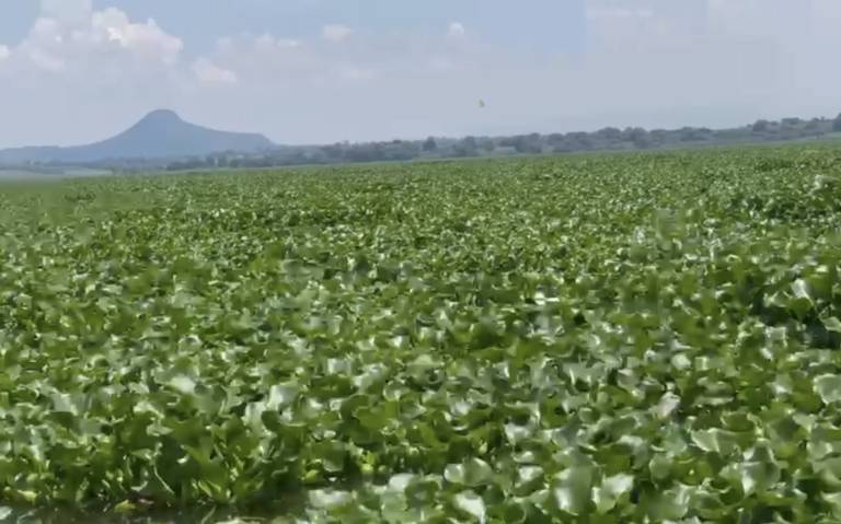 Hidalgo – Cientos de familias viven plaga de moscos y el abandono gubernamental en Tula (El Sol de Hidalgo)