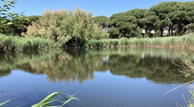 Internacional – Los humedales: una solución eficaz contra los antibióticos en el tratamiento de aguas (Retema)