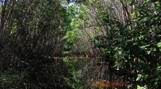 Quintana Roo – Preocupa a expertos la salud del agua en Playa del Carmen (La Jornada)