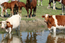 Guanajuato-La producción de leche disminuye en la región por alto costo del agua y falta de subsidios (El Sol de Salamanca)