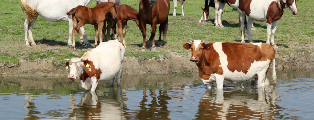 El agua y la industria de la carne